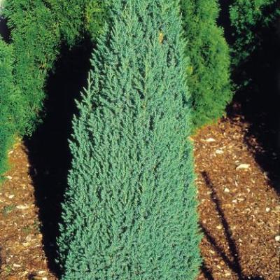 Juniperus chin. 'Stricta'