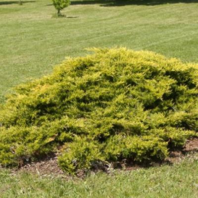 Juniperus pf. 'Old Gold'