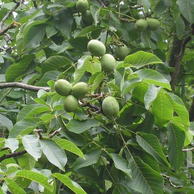 Juglans regia 'Broadview' F