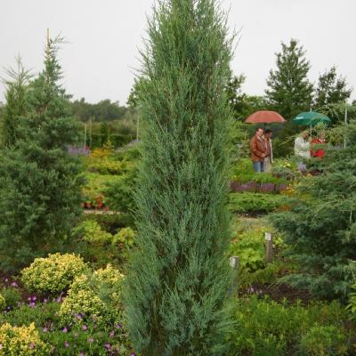 Juniperus scopulorum 'Blue Arrow'