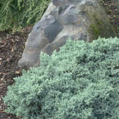 Juniperus squamata 'Blue Star'