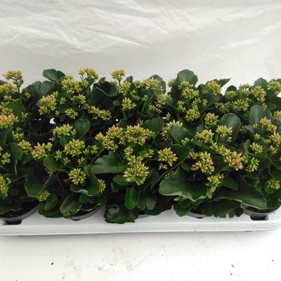Kalanchoe blos. 'Acheron'  orange