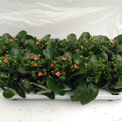 Kalanchoe blos. 'Favor Bella Rosa'  pink