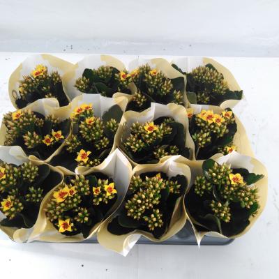 Kalanchoe ... Remy bicolor geel