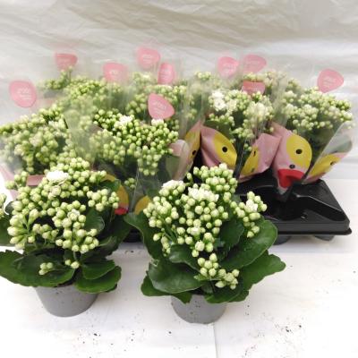 Kalanchoe Arts-Hybride Blanc Queen
