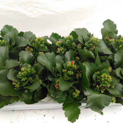 Kalanchoe blos. 'Lipstick'  red