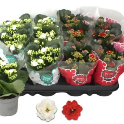 Kalanchoe - Calandiva dubbel mix - Kerst