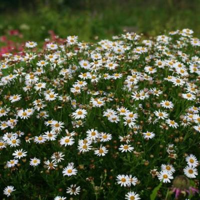 Kalimeris incisa 'Alba'
