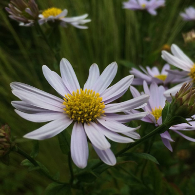 Kalimeris incisa 'Blue star'