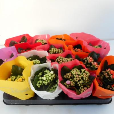 Kalanchoe blos. 'Calandiva mix'