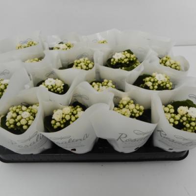 Kalanchoe blos. 'Calandiva Whites'