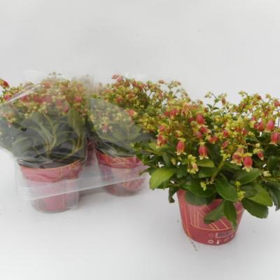 Kalanchoe HG 'Dream Bells' 