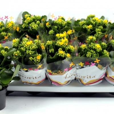 Kalanchoe blos.'Favorita Geel'  - Garden