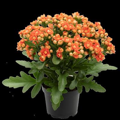 Kalanchoe Geneva Queen
