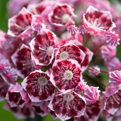 Kalmia 'Hortinno Garden' ®