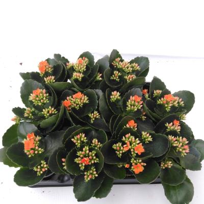 Kalanchoe 'Venia Orange'