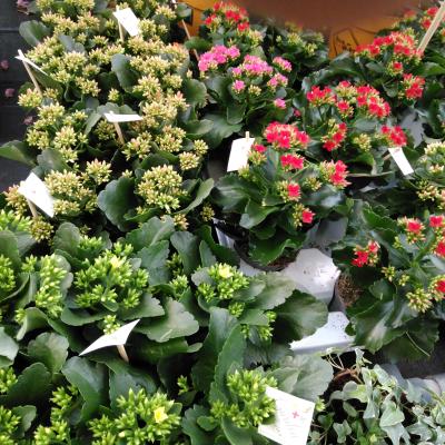 Kalanchoe blos. 'Patio'
