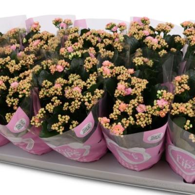Kalanchoe 'Perfecta Pink'