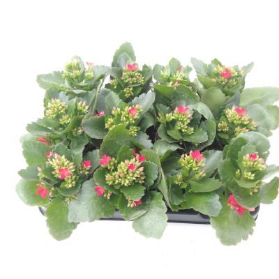 Kalanchoe blos.  enkel rood