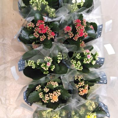 Kalanchoe blos. 'Rosalina' in kleuren