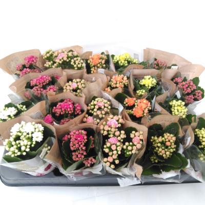 Kalanchoe blos. 'RosDon Collection'