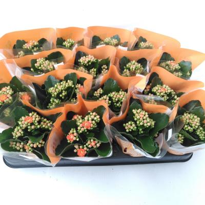 Kalanchoe blos. 'RosDon Pedro' oranje