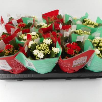 Kalanchoe blos. 'Perfecta mix' rood en wit dubbel