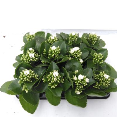 Kalanchoe blos.  enkel wit