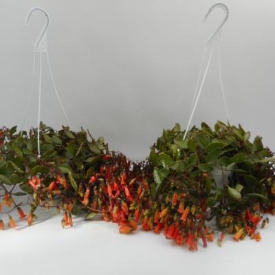 Kalanchoe manginii 'Tessa'