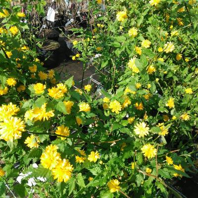 Kerria japonica 'Pleniflora'