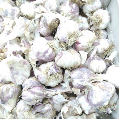 Knoflook - Bulbe de l'ail  'Germidour Violette'   