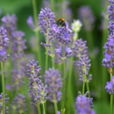 Lavandula angustifolia Dwarf Blue