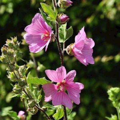 Lavatera 'Burgundy Wine'