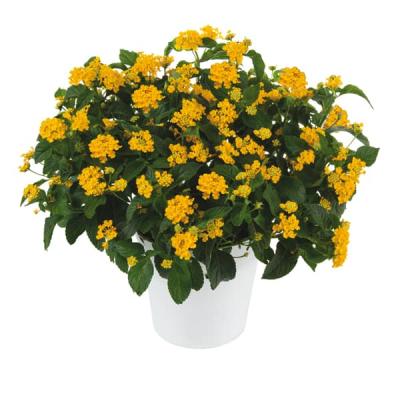 Lantana camara in kleuren P14