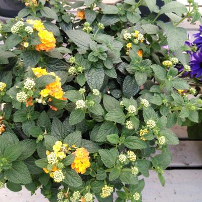 Lantana camara 'Simon Orange' struik XXL