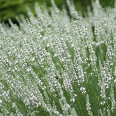 Lavandula ang. 'Edelweiss'