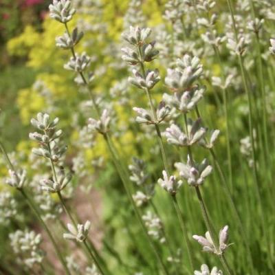 Lavandula ang. 'Edelweiss'