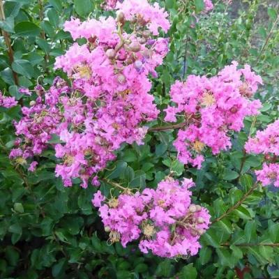 Lagerstroemia indica 'Cordon Bleu'