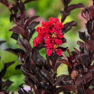 Lagerstroemania indica 'Best Red'  DT