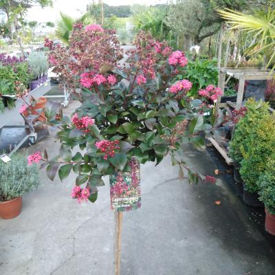 Lagerstroemia indica in kleuren