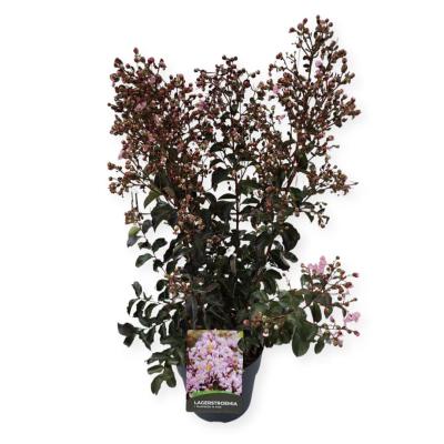Lagerstroemia ind. 'Rhapsody in Pink'