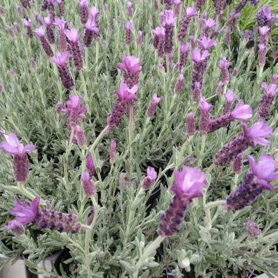 Lavandula st. 'Anouk'