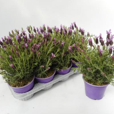 Lavandula stoechas P 14 cm  - Italië