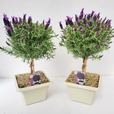 Lavandula stoechas op stam in vierkante sierpot