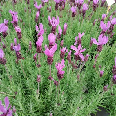 Lavandula stoechas 'Violeta Purple'
