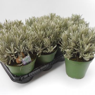 LAVANDULA ANGUSTIFOLIA - ITALIE