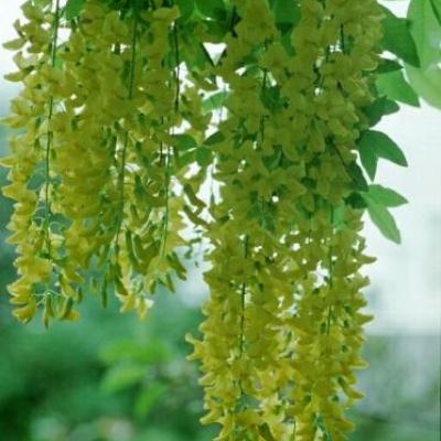 Laburnum wat. 'Vossii'