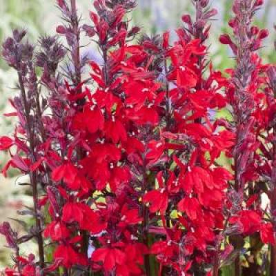 Lobelia cardinalis