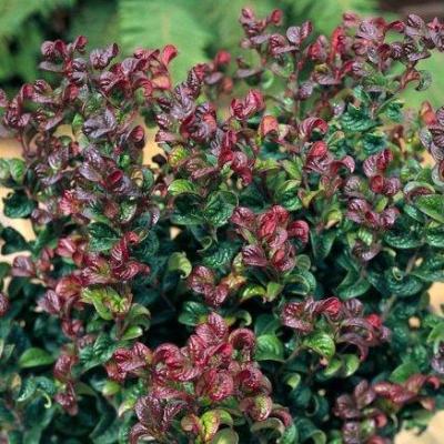 Leucothoe axillaris 'Curly Red'