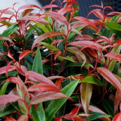 Leucothoë keiskei 'Burning Love'